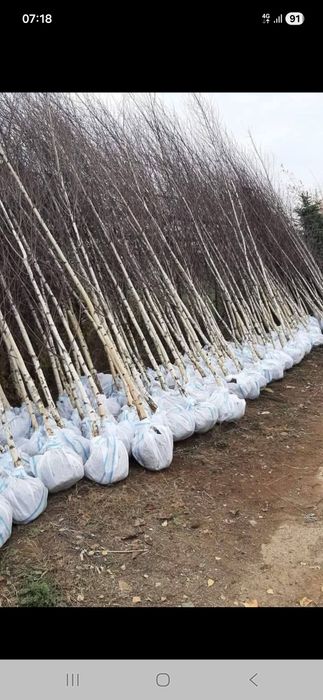 Platani mesteacăn tei catalpa