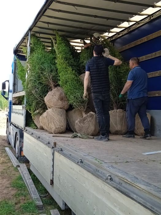 Ель голубая сибирская