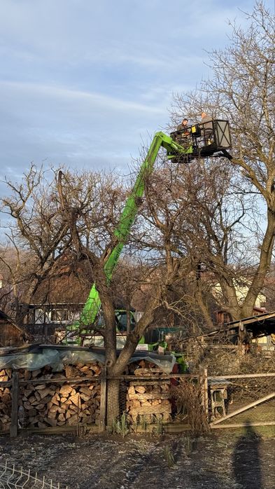 Taiere profesional a arborilor Brasov / copaci cu platforma de lucru