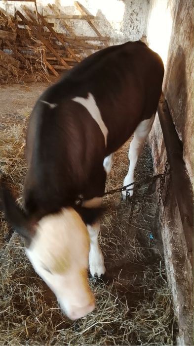 Vitea de vaca!!