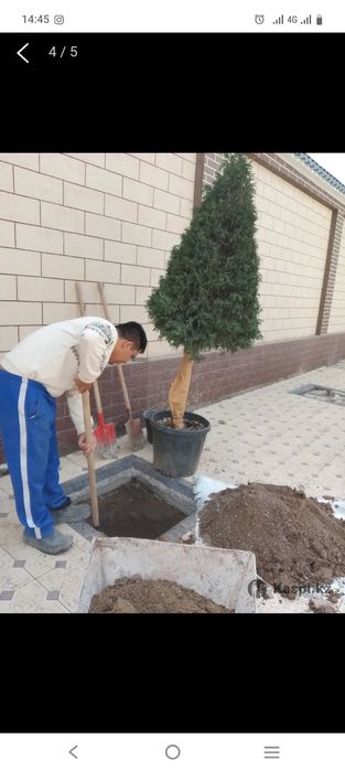 Шөп ору жер аудару тал егу