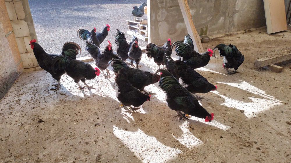 Vand  cocosi tineret Australorp negru mai 2025