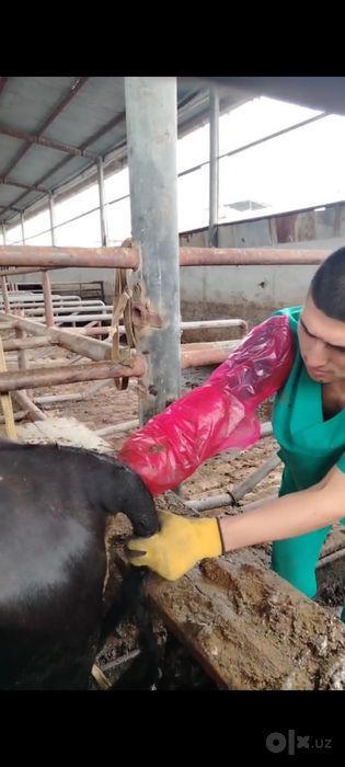 Veterinariya Xizmati tez qulay  SAMARQAND  PASTARGʻOM ,  HAZORA ,  SHA