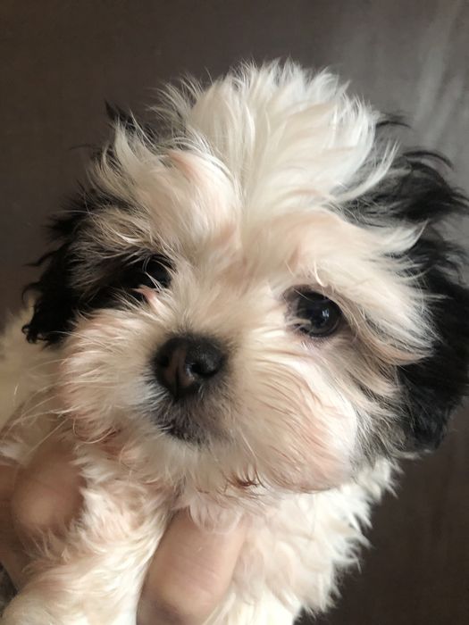 Bichon havanez alb +negru 2 luni