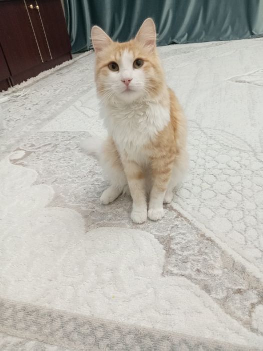 Отдам кота в добрые руки.