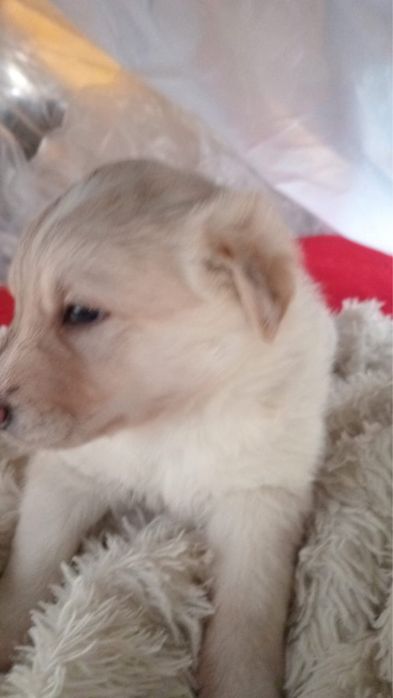 Ищем щеночку дом!