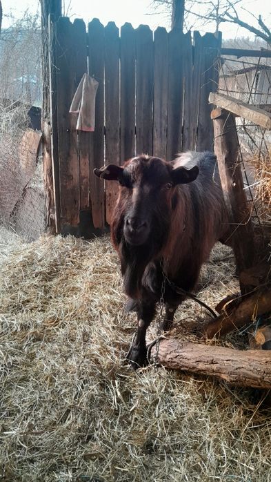 Vand oi si țap alpin