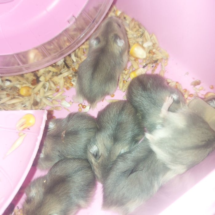 Хомяки джунгарики.