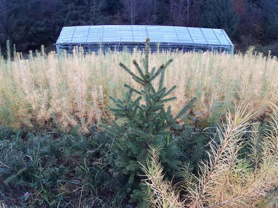 Puieti molid canadian argintiu- Picea glauca-cu conuri