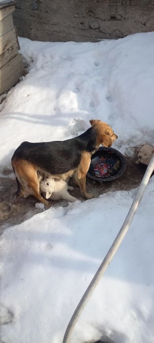 Отдам звонков в хорошие руки