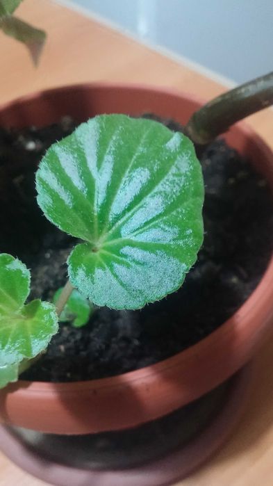 Бегония комнатная