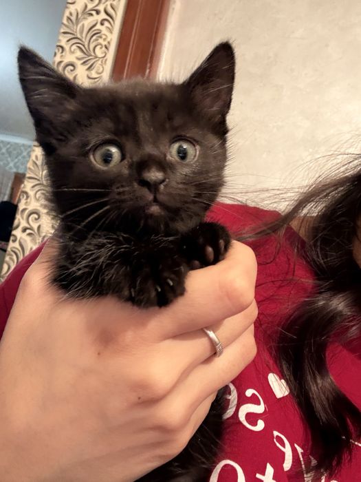 Отдаем котят в хорошие руки