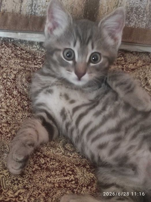Котенок в добрые руки