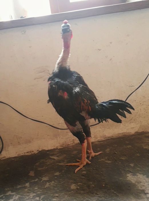 Жо'жамиз сотувда нархи 100$ ками бор