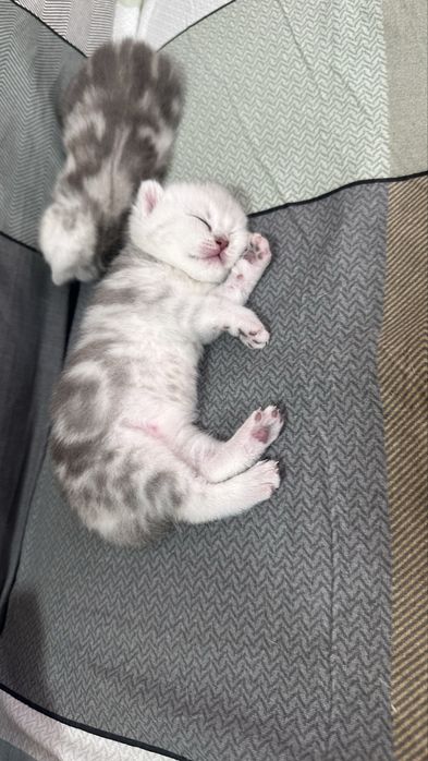 шотландские котята