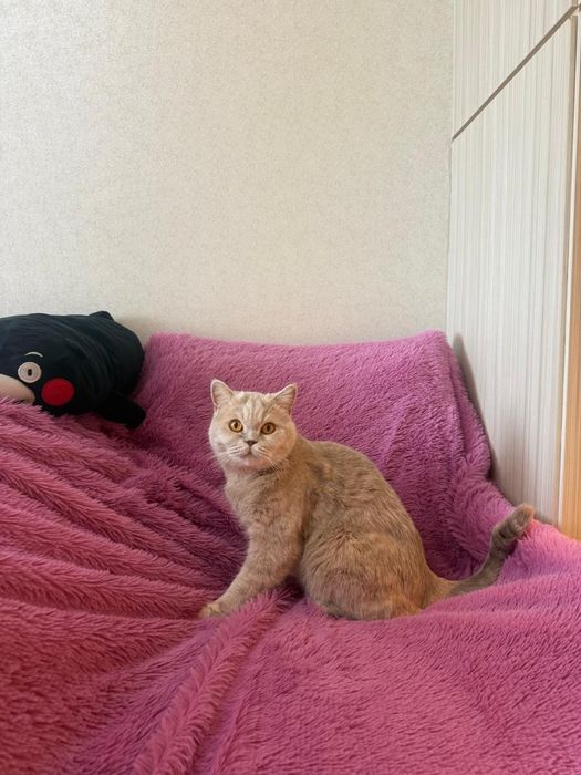 Британская кошка