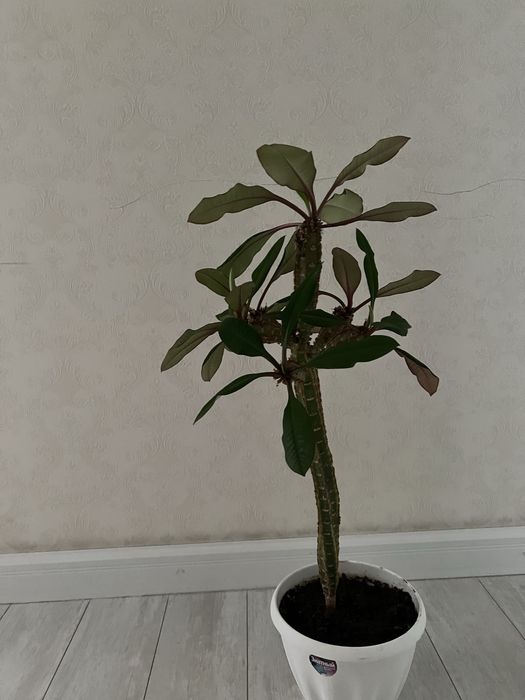 Продается пальма 70 см