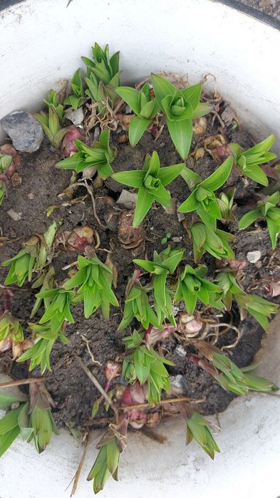 Луковиции лилиии сортовые.