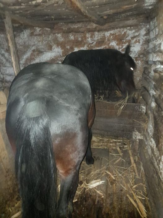 Cal de vanzare, 6 ani. Comuna Apele Vii