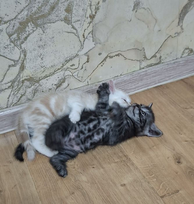 Котята британские