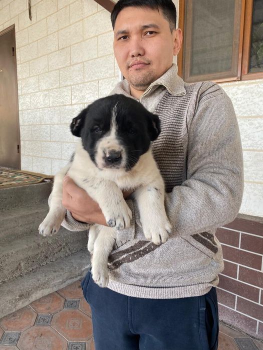 Элитные щенки алабая