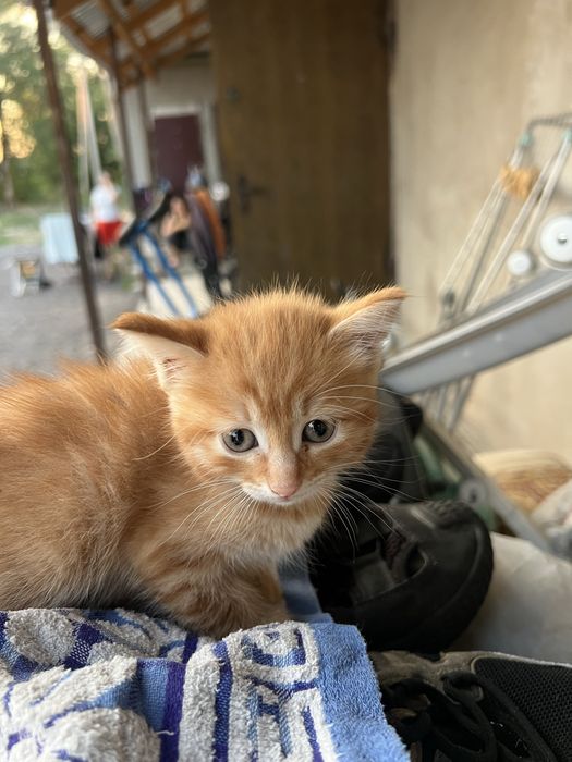 Отдам котят бесплатно