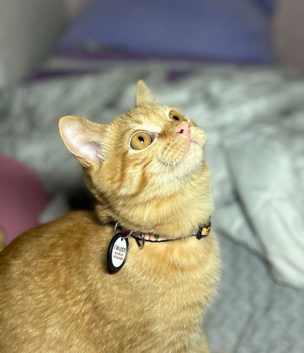 Отдам котенка в добрые руки