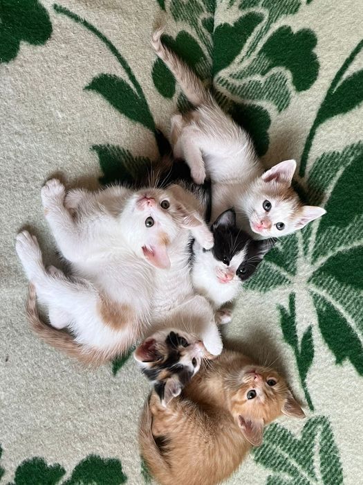 Pisicuțe pentru adoptie