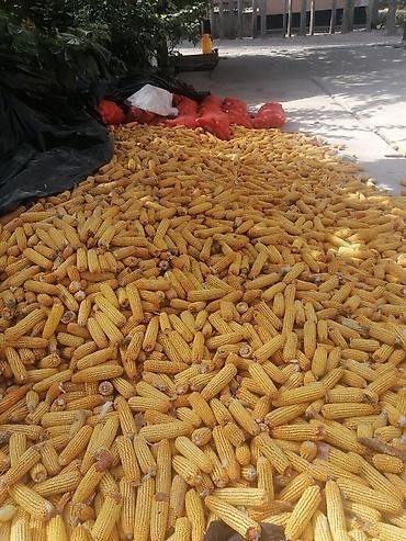 Кукуруза Продам Оптом