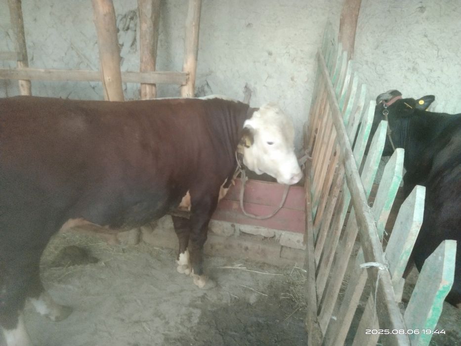 Букалар сотилади