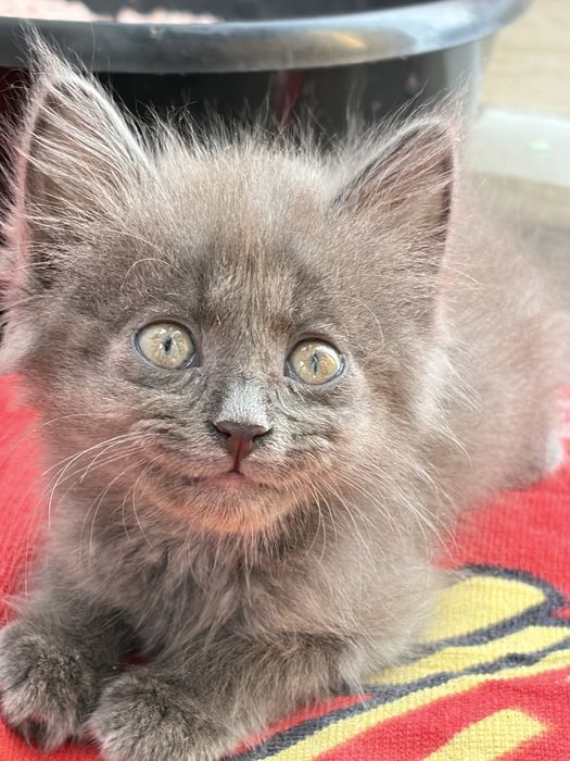 Котенок ищет дом