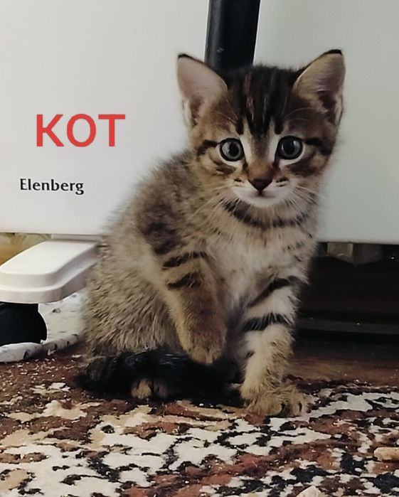 Котята  в добрые руки
