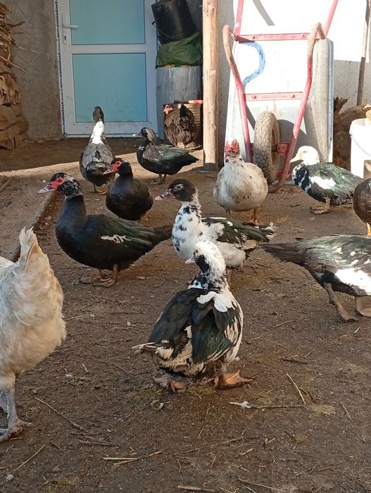 De vânzare rațe mute