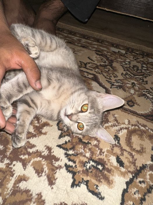 Отдам в добрые руки котенка. Шымкент!!