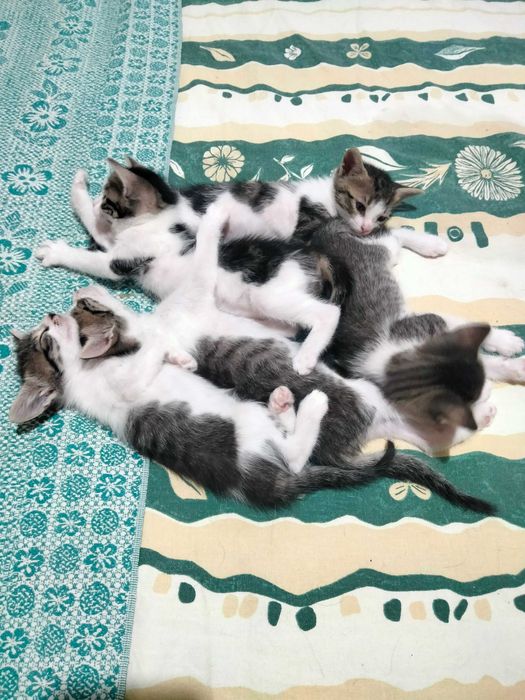 Подарявам котенца в добри ръце