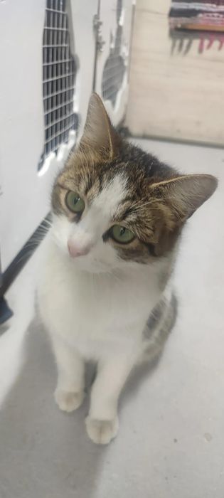 Кошка в добрые руки
