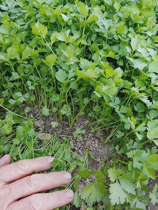 Seldr kochat xurustanli