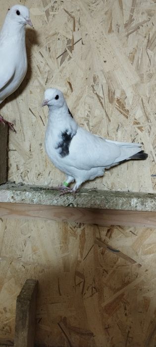 Голуби молодняк на продажу