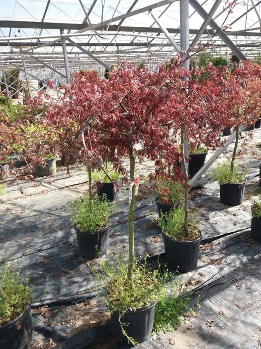 Vindem din pepiniera acer palmatum (Arțar japonez)