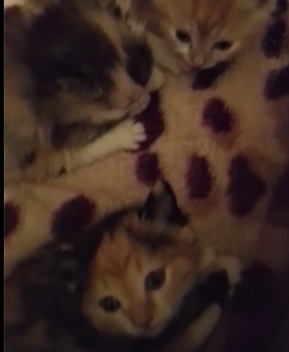 отдам котят в добрые руки