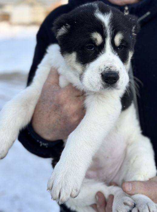 Щенки алабая кабель