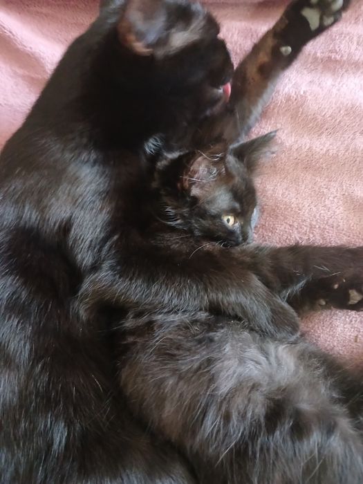 Отдам котенка бесплатно