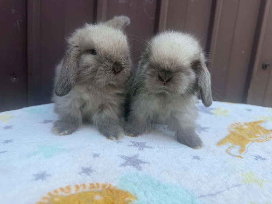 Vând pui de berbec pitic holland lop