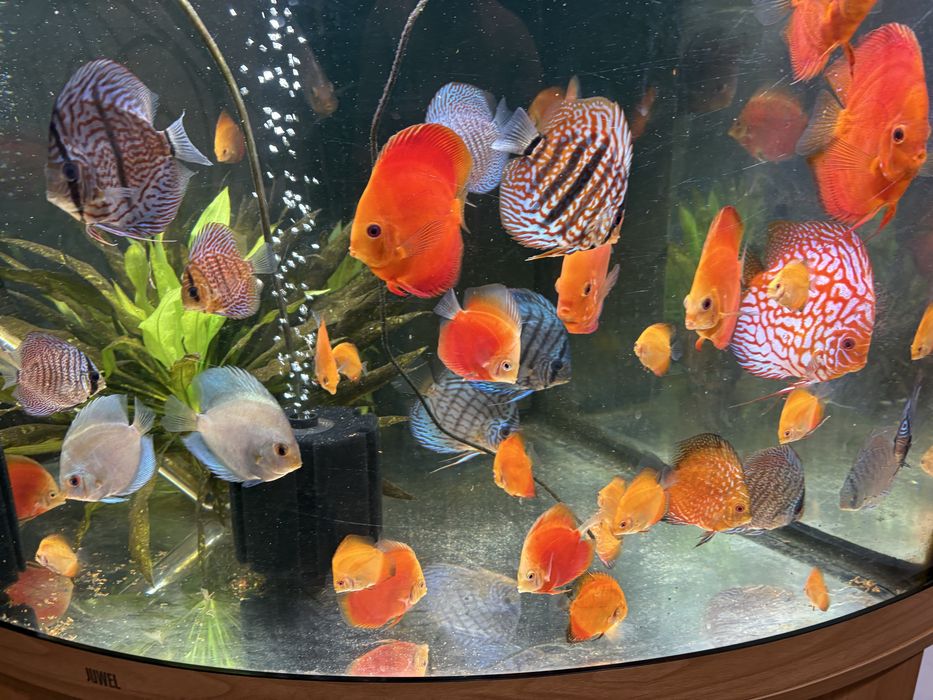 Pui discus  red melon si pigeon
