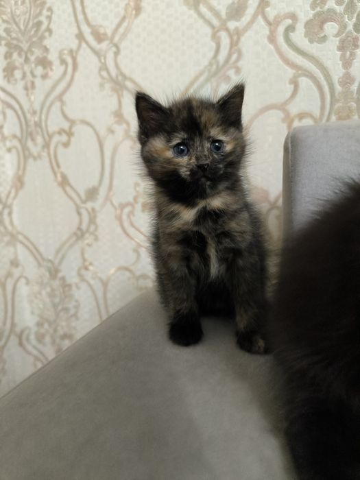 Котенок девочкаа