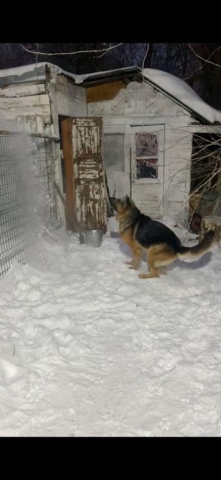 Вязка немецкая овчарка кабель.