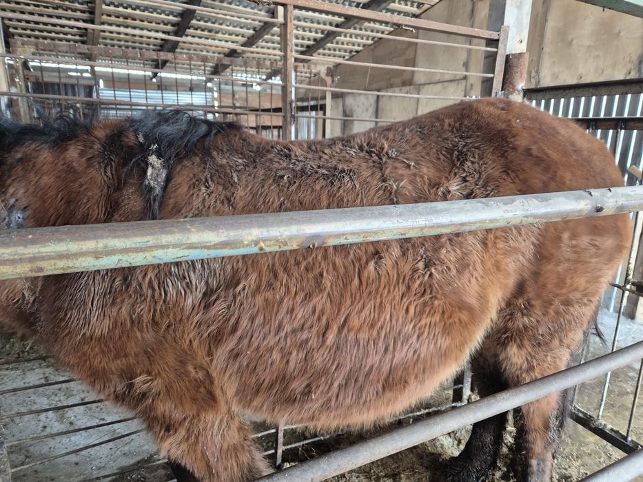 Кобыла с откорма