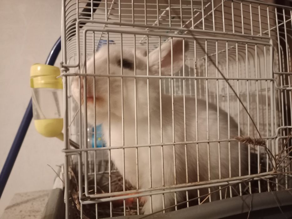 Кролик декоративный