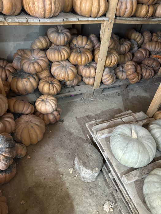 Тыква скотине самовывоз