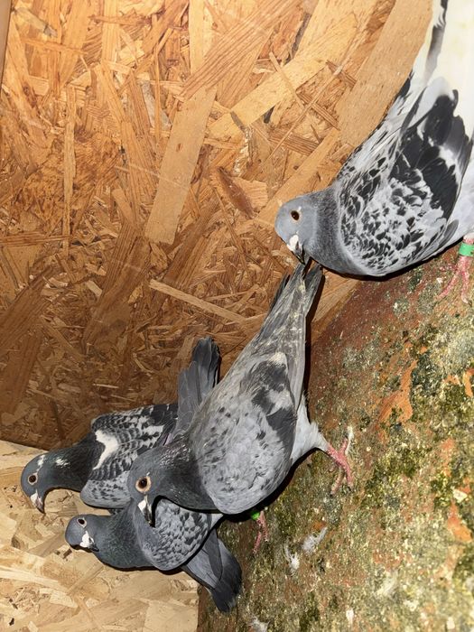 Disponibili porumbei din lipsa de spatiu